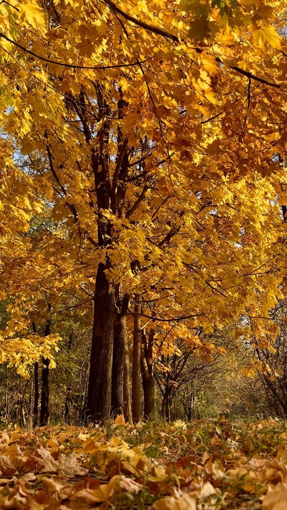 Photograph by Ольга Бибекина