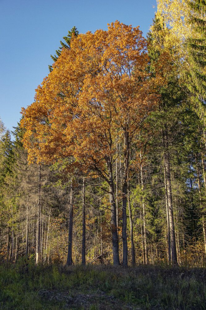 Photograph by Дария Ризниченко