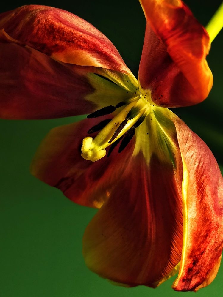 Photograph by Дина Полухина