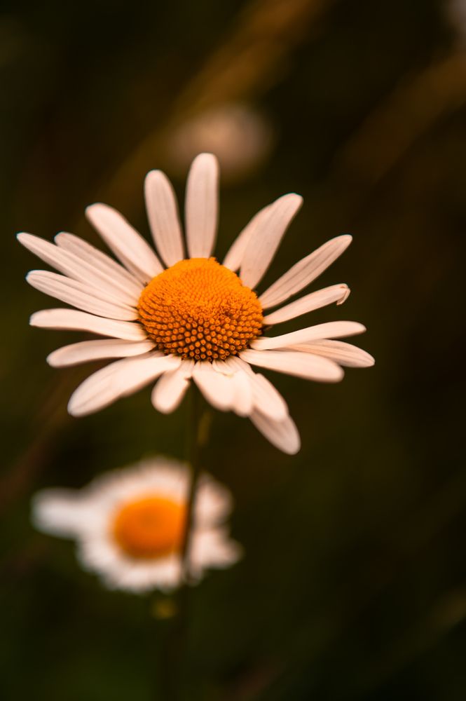 Фотография автора Богдан Михаськів