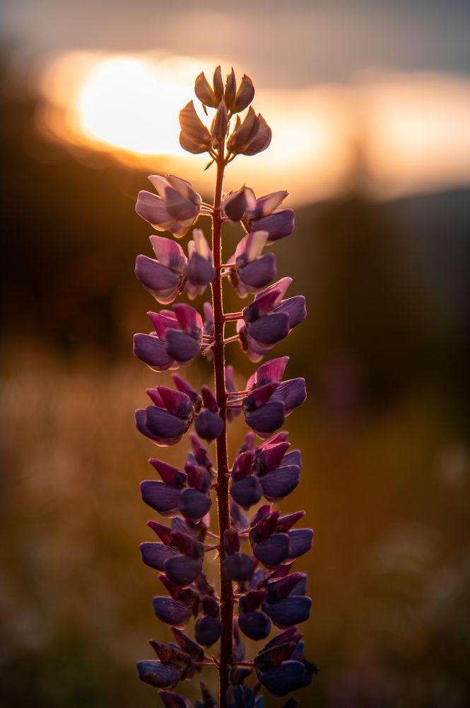 Фотография автора Богдан Михаськів