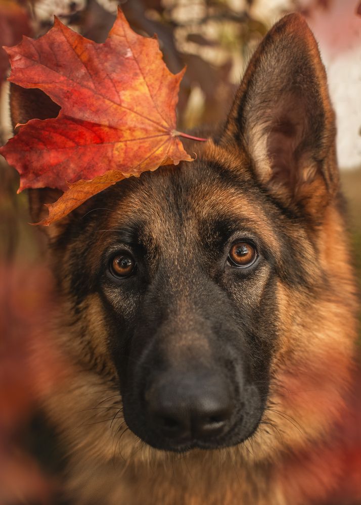 Photograph by Татьяна Рыбцева