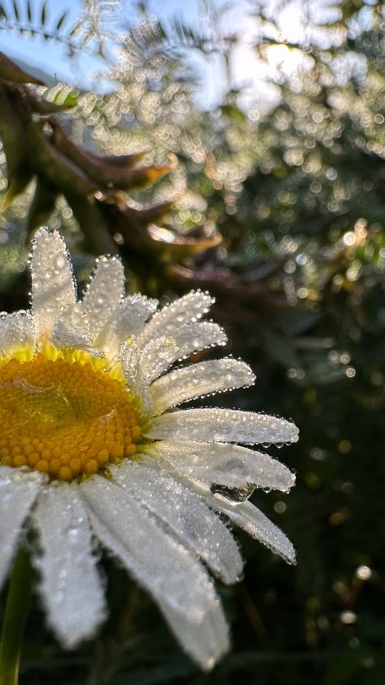 Photograph by Мария Алейникова