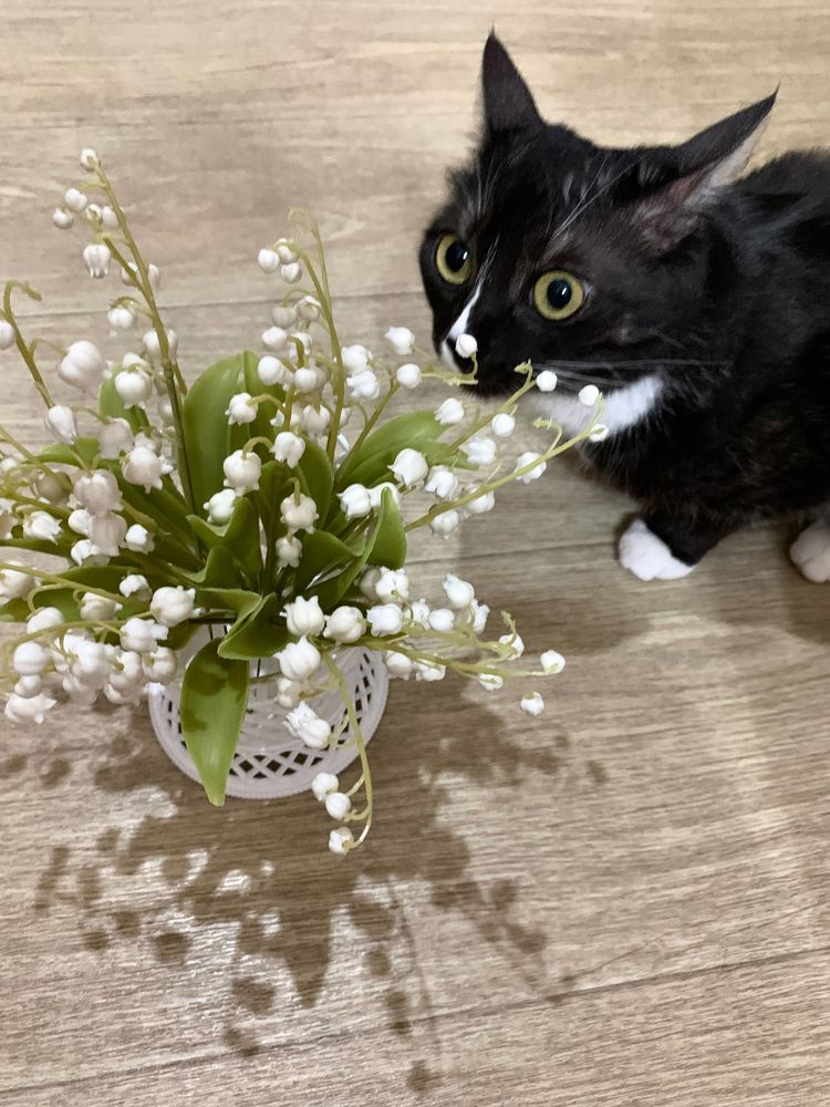 Photograph by Елена Макуха