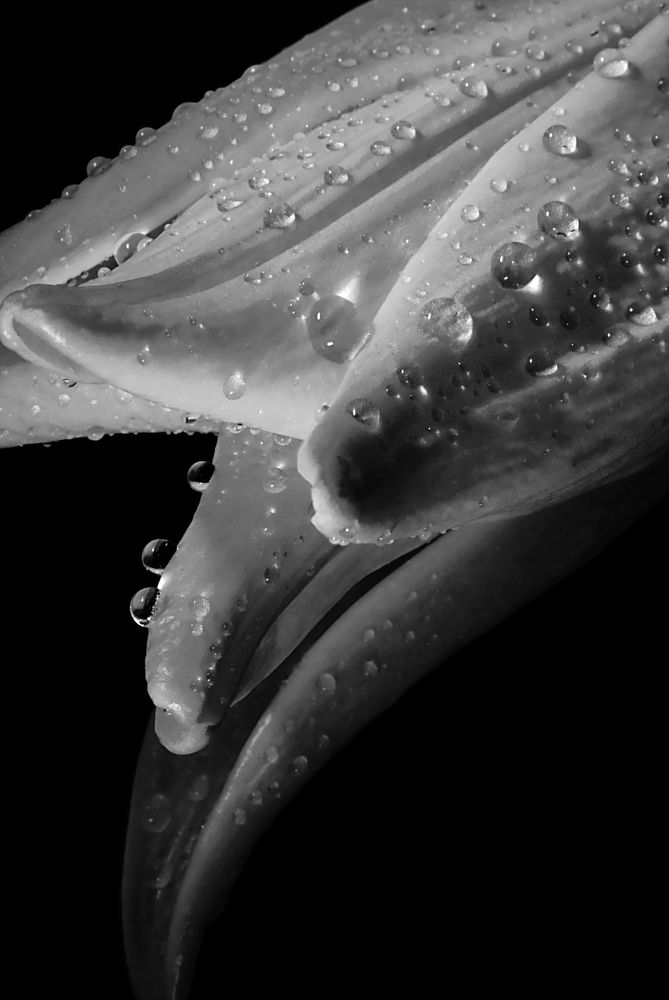 Фотография автора Elshafei Salih