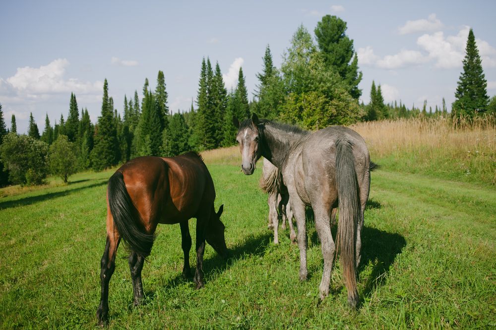 Photograph by Алина Перескокова