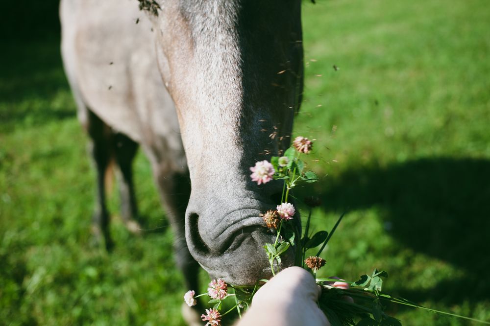 Photograph by Алина Перескокова