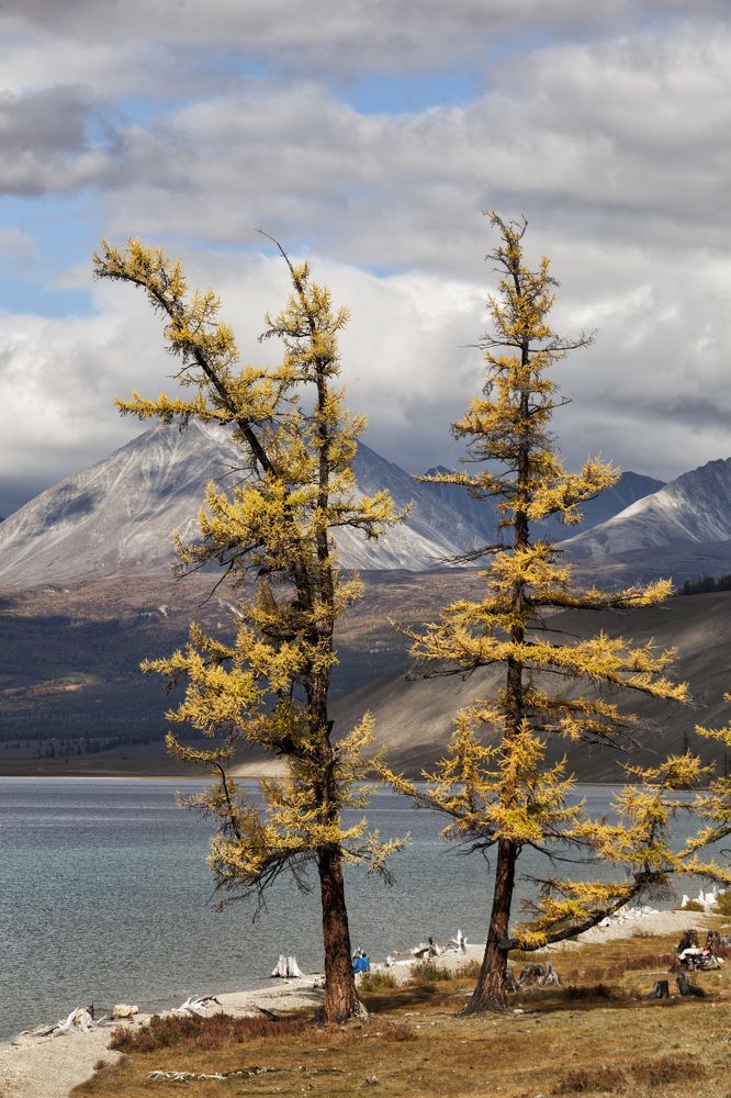Фотография автора Лариса Кисурина