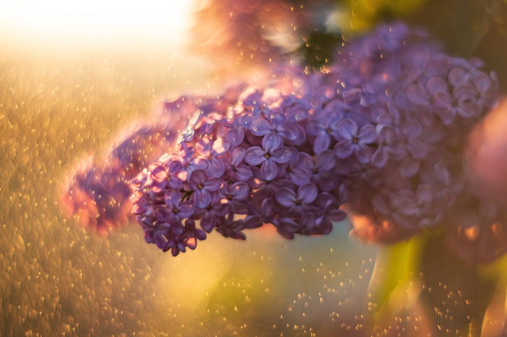 Дождь на закате