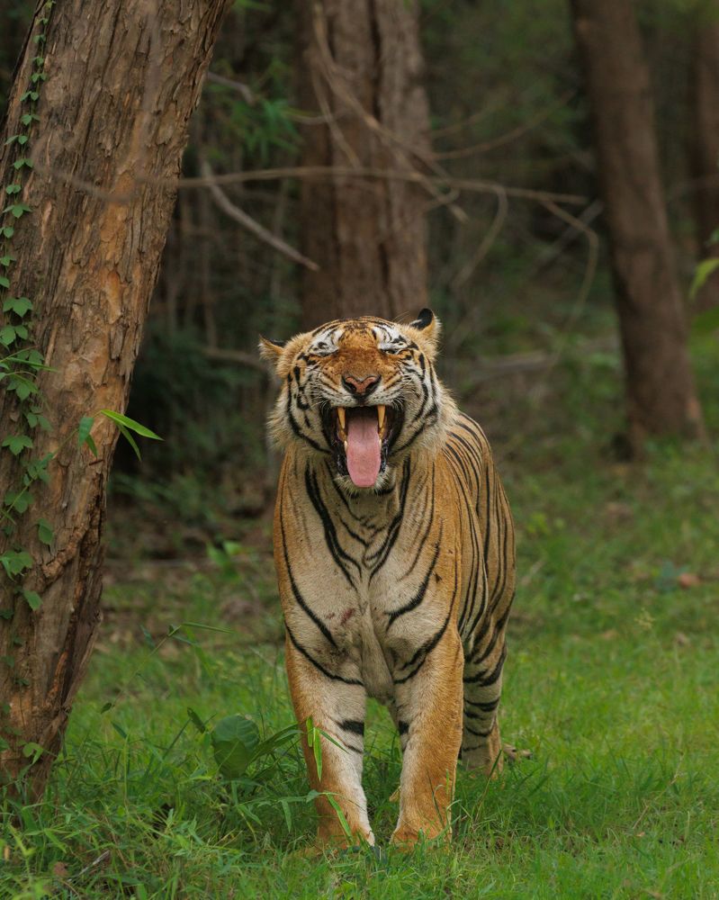 Photograph by Harsh Ghate