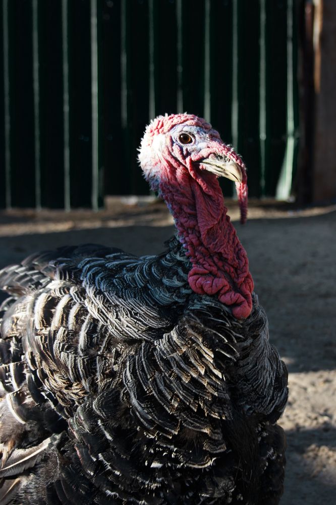 Photograph by Нелли