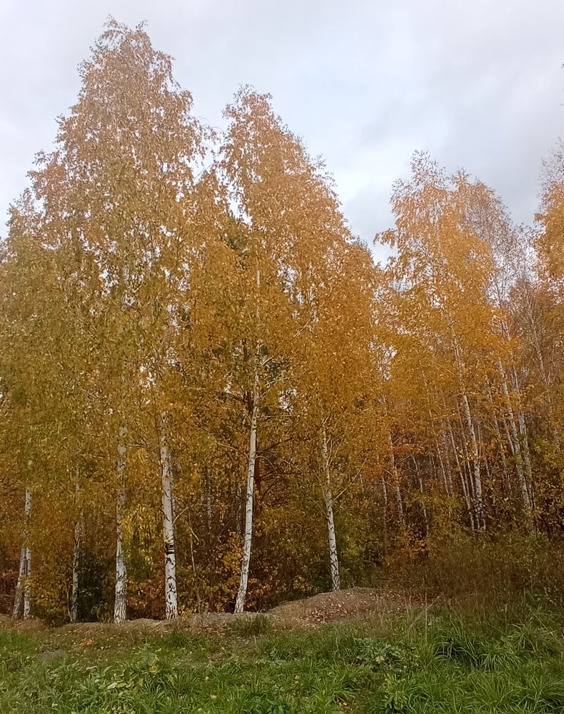 Осень