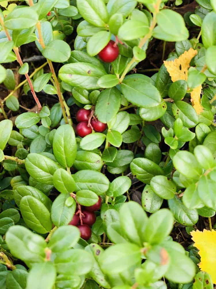 Photograph by Юлия