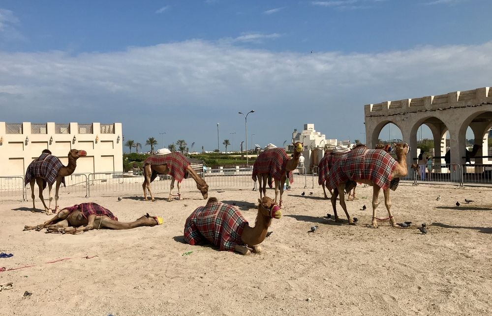 Верблюжья ферма в Катаре.
