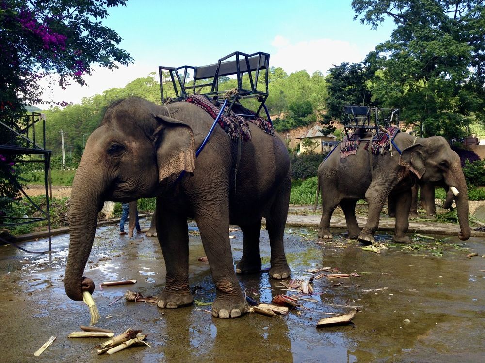 Слоновья ферма во Вьетнаме.