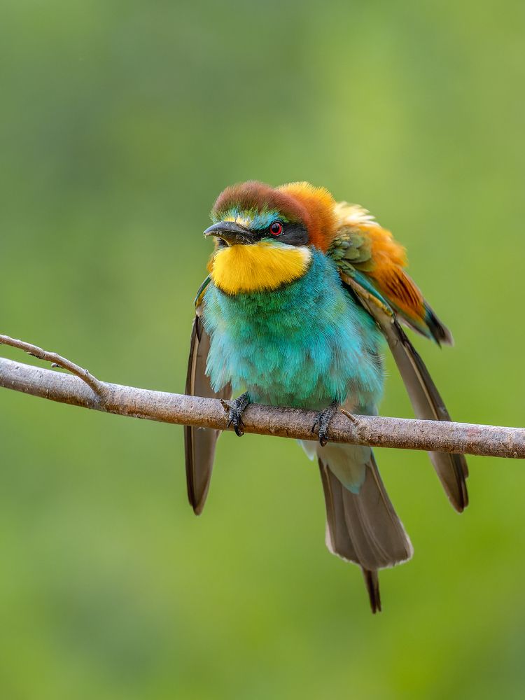 Взъерошенный