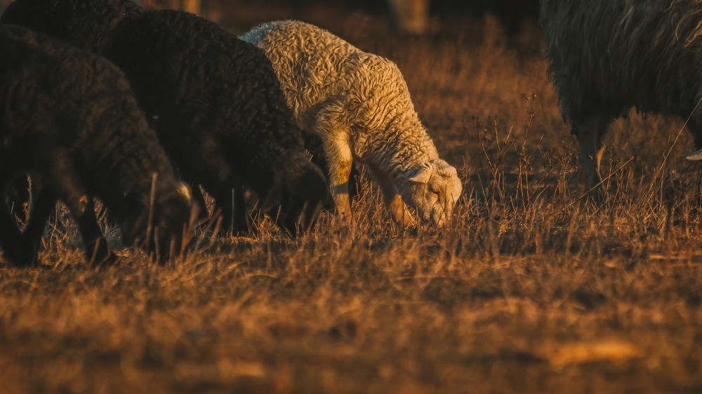 Photograph by Даниил Сырбу