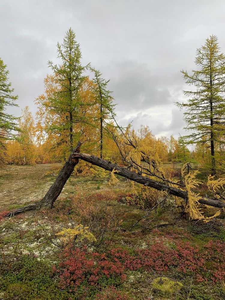 Осенняя тундра