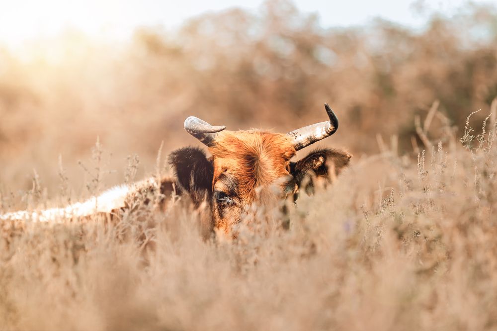 Photograph by hamed farahpour