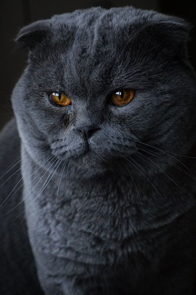 Фотография автора лада