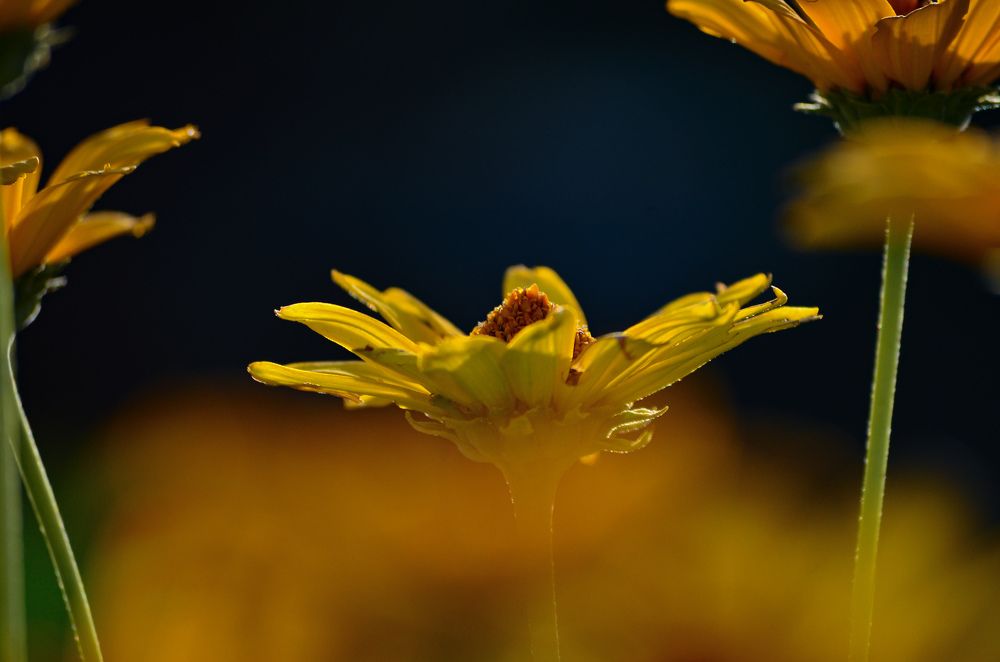 Photograph by Дарья Маркина