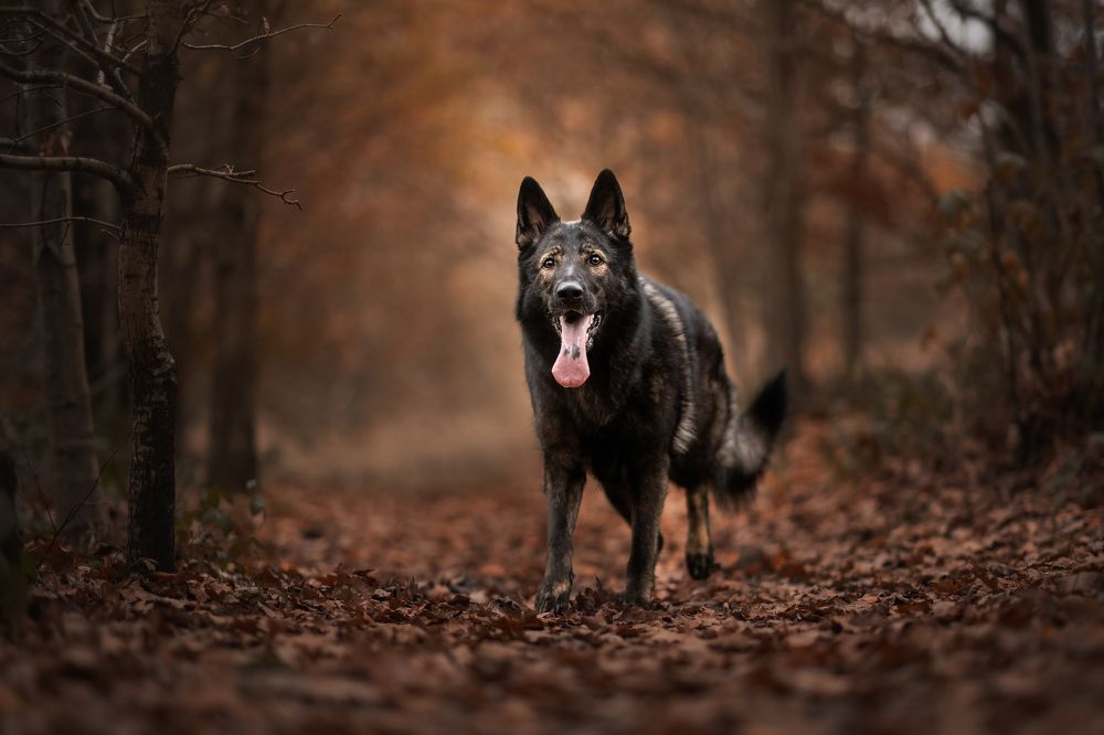 Photograph by By Meert Eline