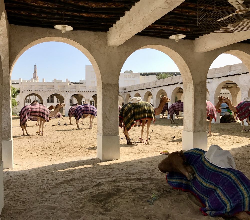 Верблюжья ферма в Катаре.