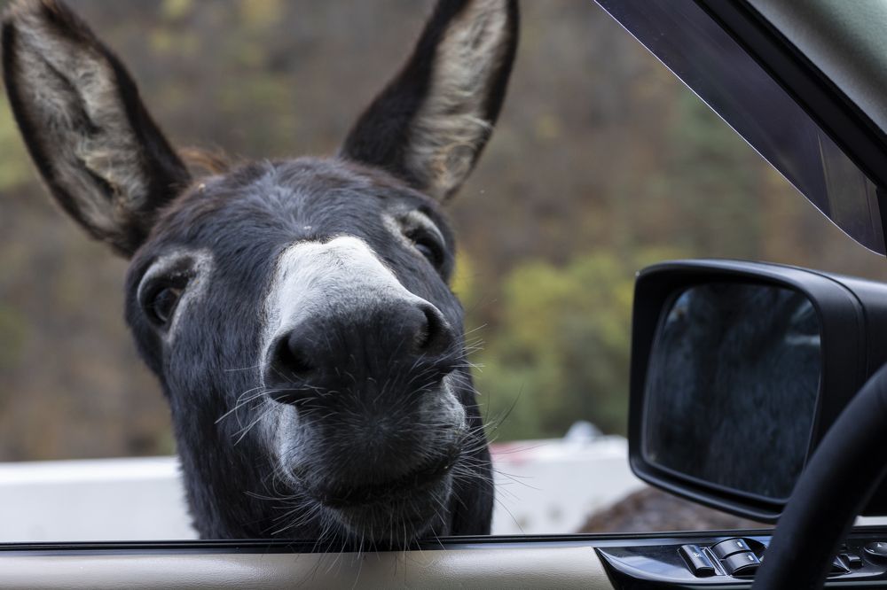 Photograph by Сергей Шпаков