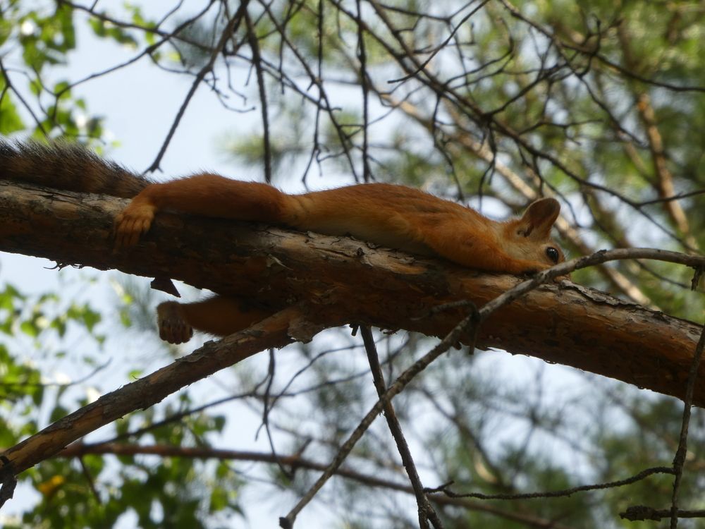 Photograph by Андрей Садчиков