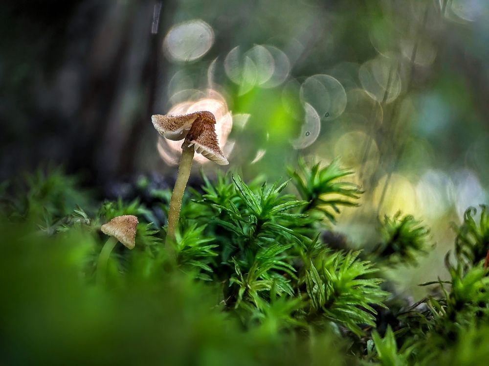 Little Fungi in the moss