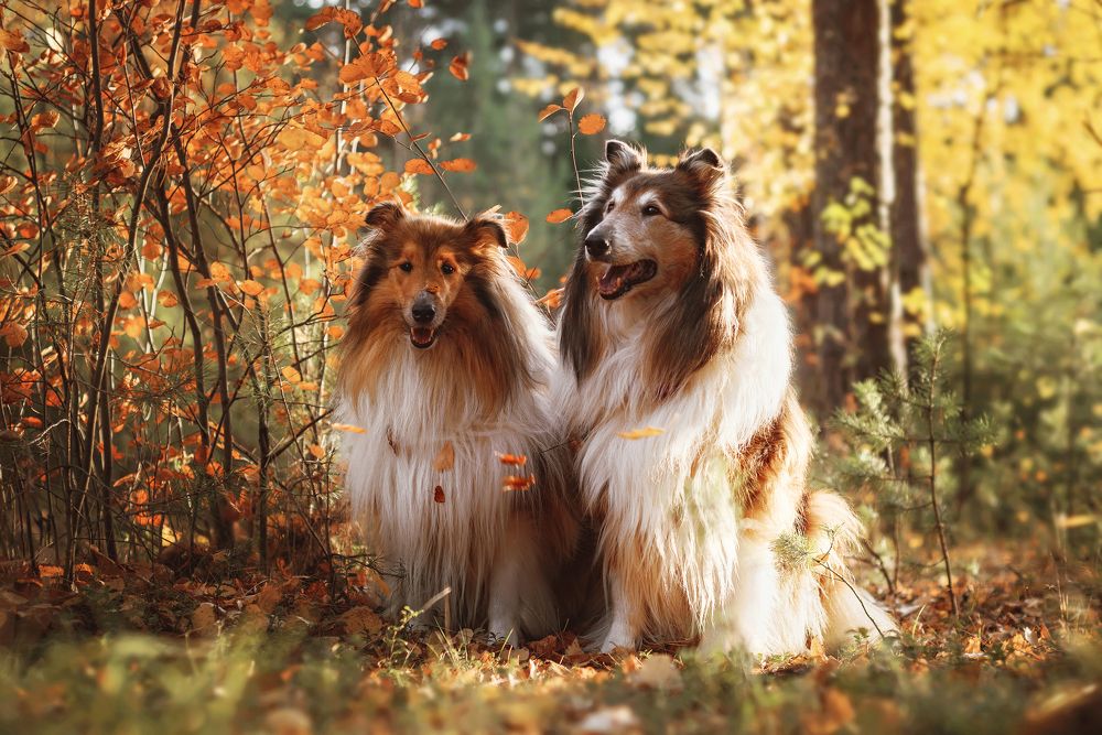 Photograph by Соколова Елена