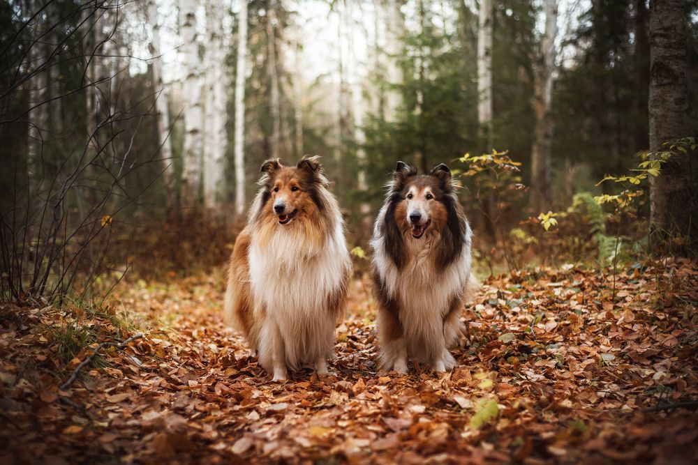 Photograph by Соколова Елена