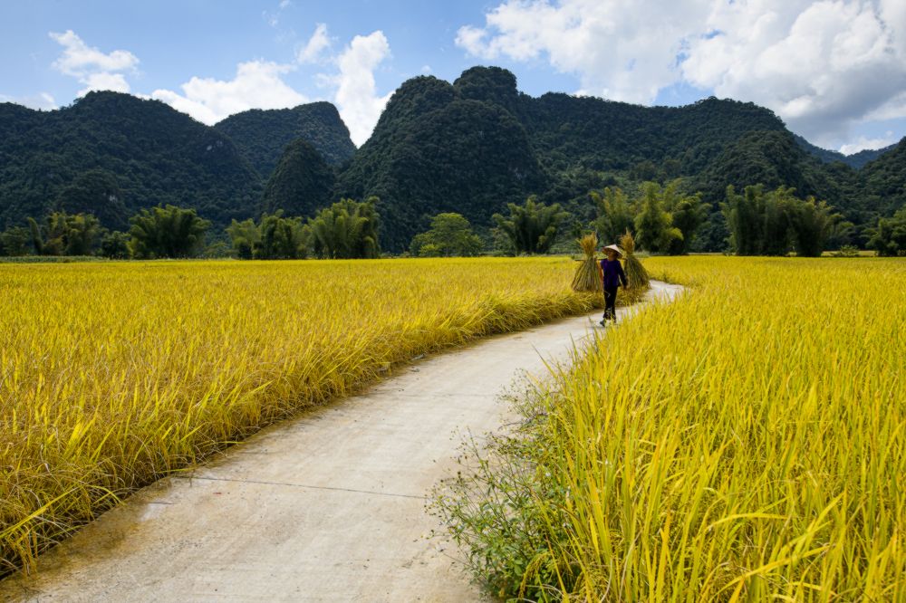 Photograph by CHU HUU LAC