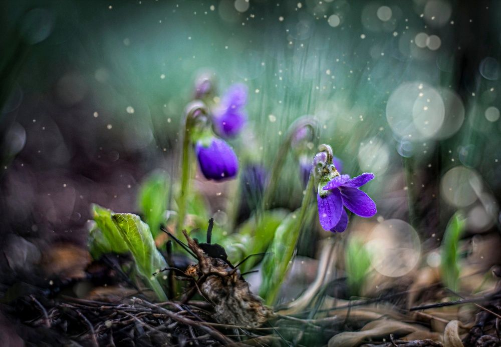 Photograph by Наталья Исиченко