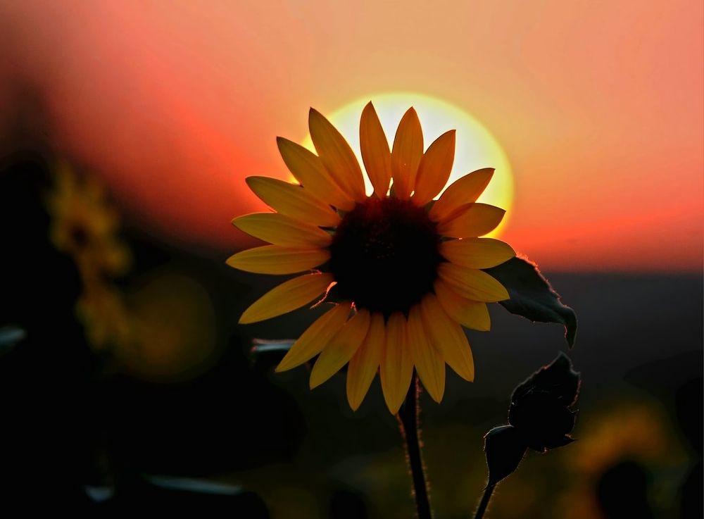 Photograph by Наталья Анисимова