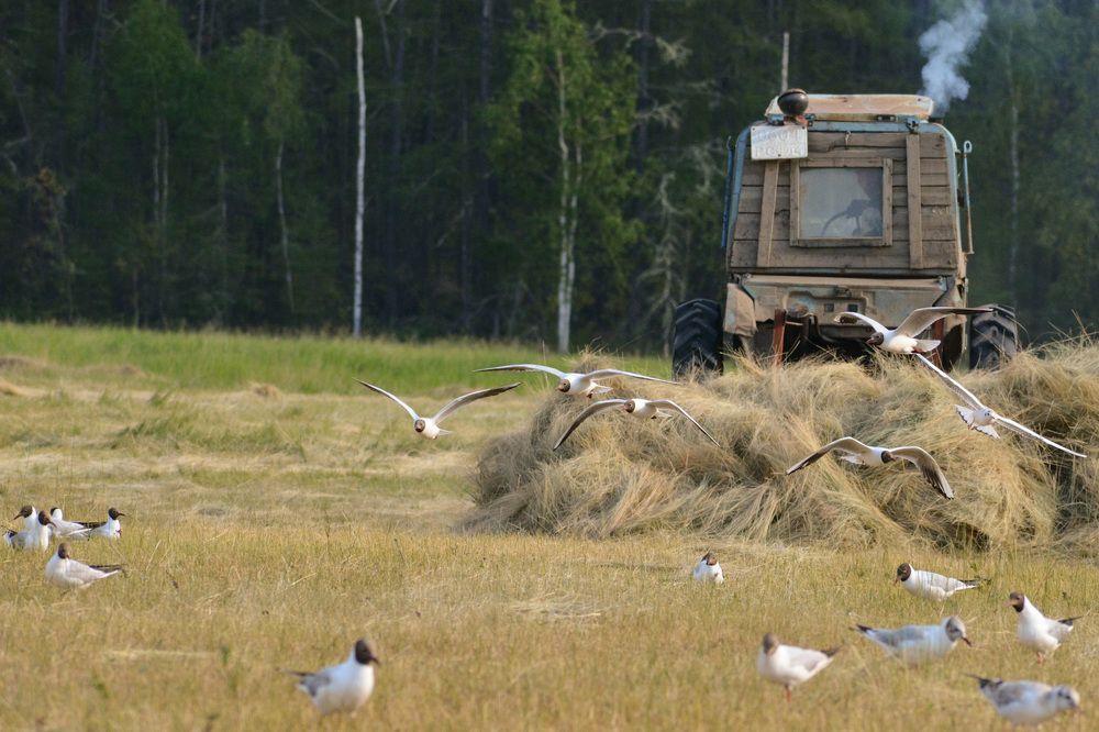 Photograph by Дмитрий Бочкарёв