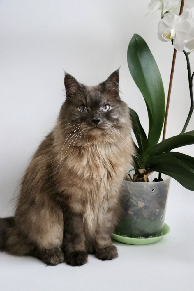 Photograph by Инна Шикуева