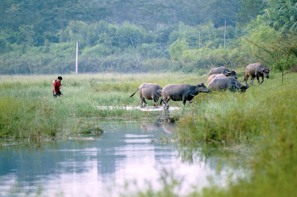 Photograph by CHU HUU LAC