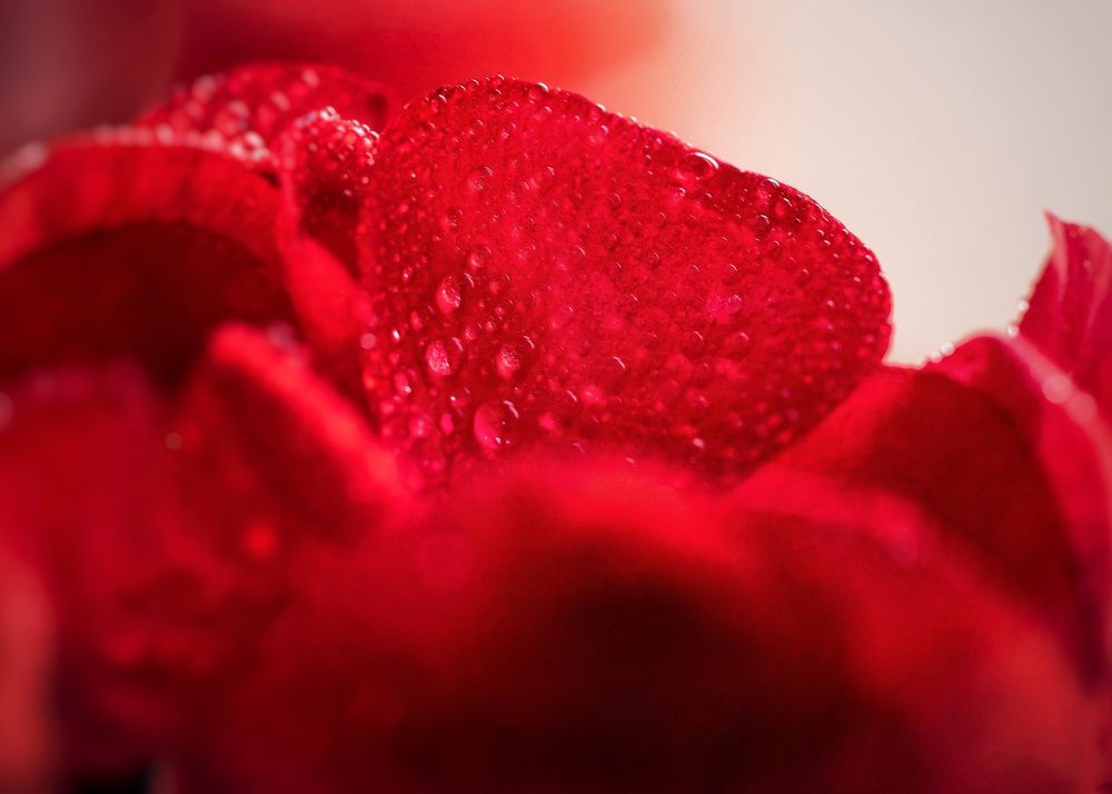 Photograph by Максим Кольцов