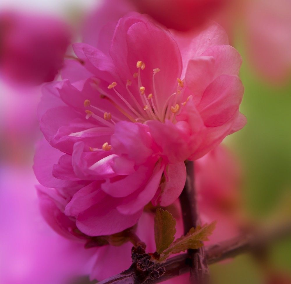 Луизиания - розовое облако