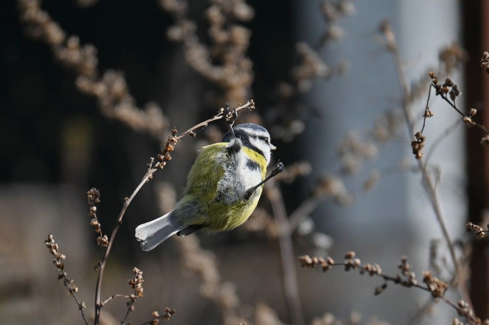 Фотография автора IRINA FILIPPOVA