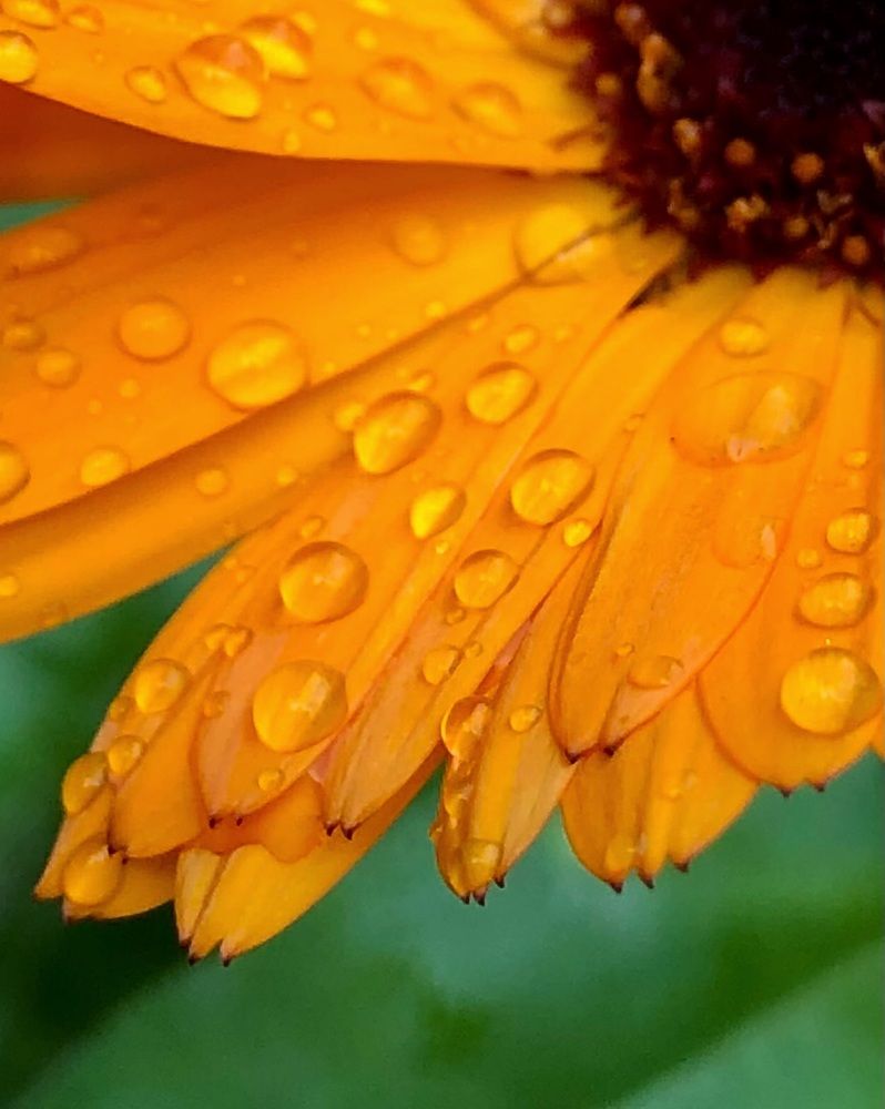 Photograph by Halina Mitsevich