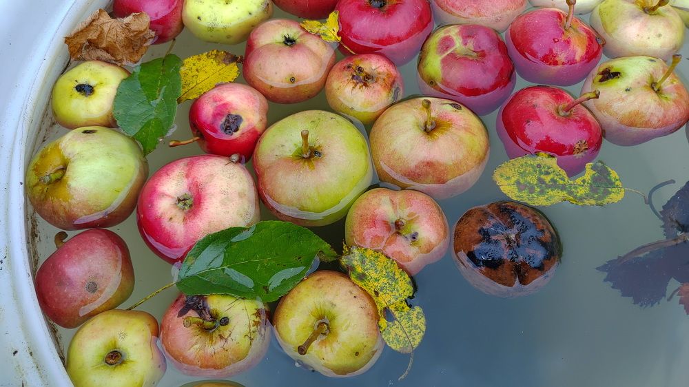 Photograph by Елена Алексеева