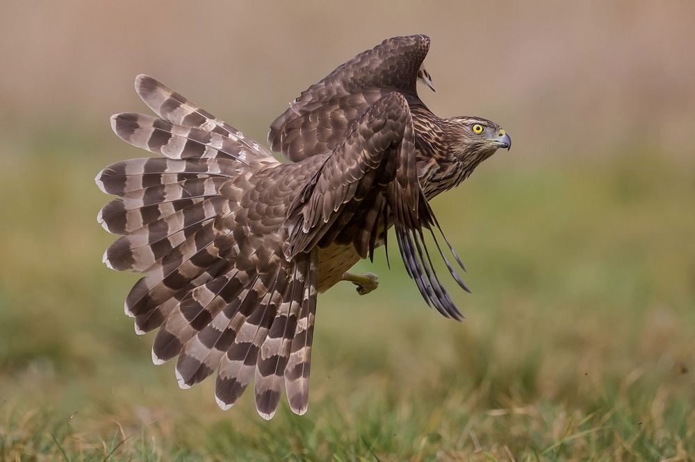 Фотография автора David Manusevich