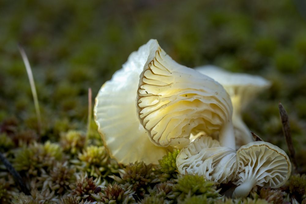 Лихеномфалия