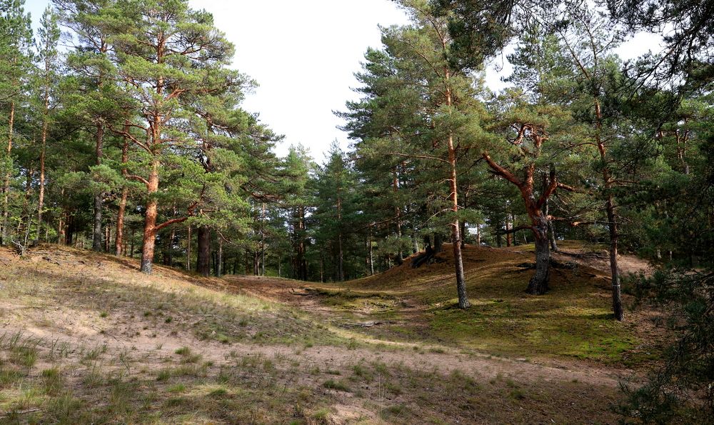 Photograph by елена