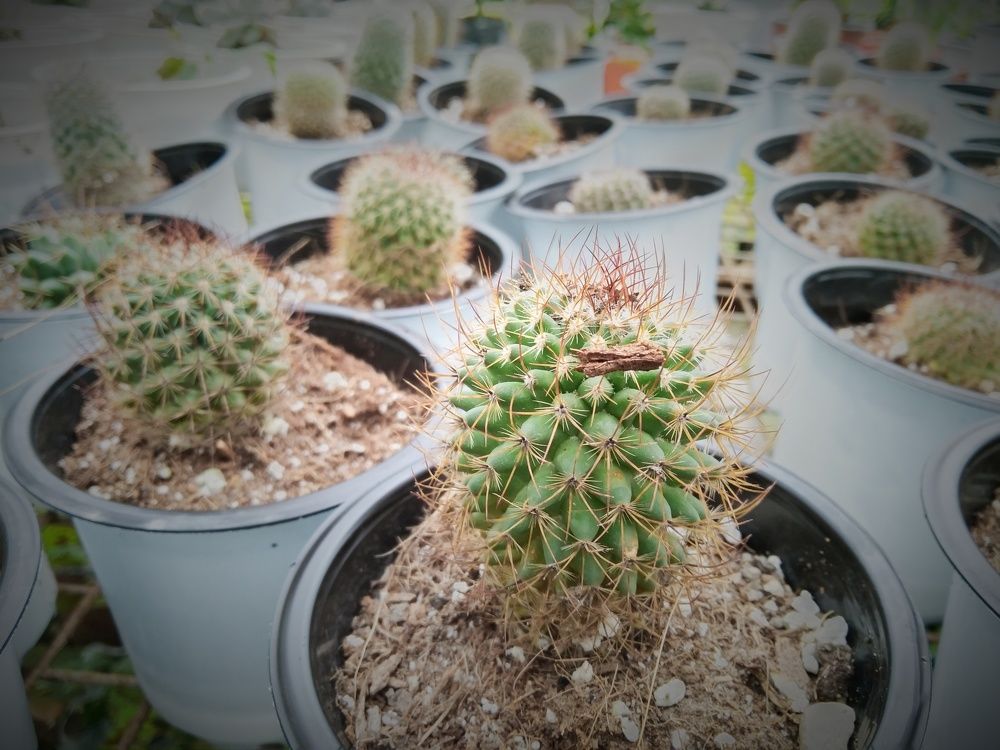 Photograph by Denesh Rai