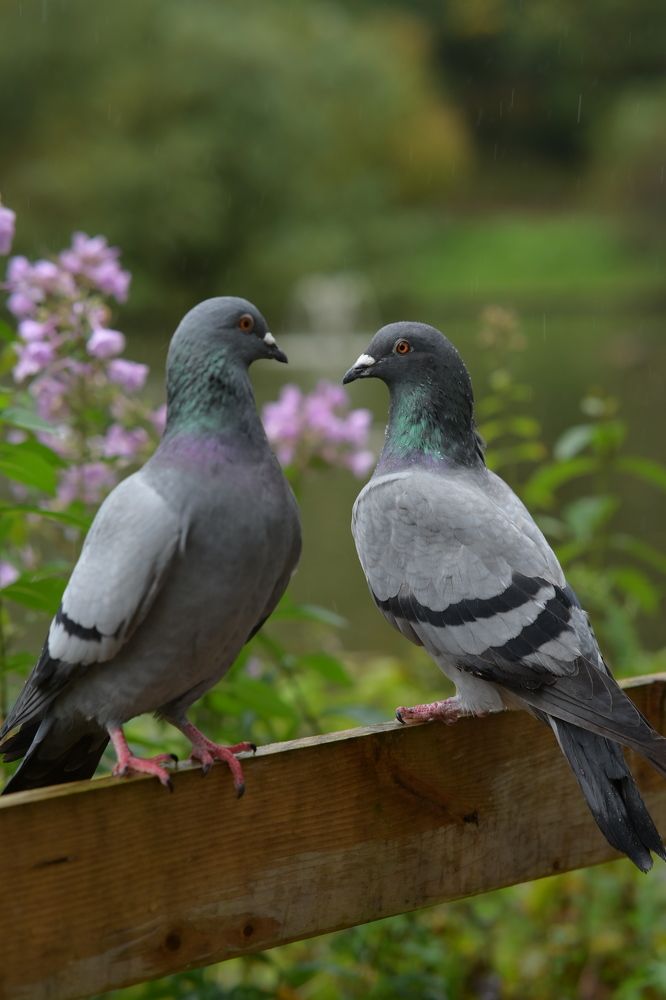 Photograph by Ольга Кудина