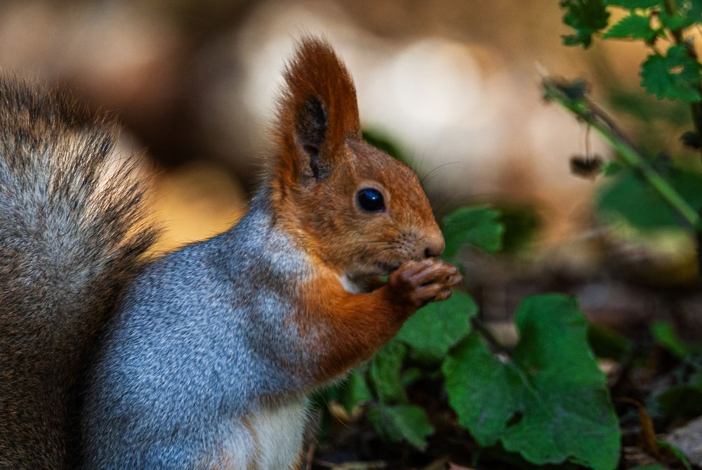 Photograph by Едынак Евгений