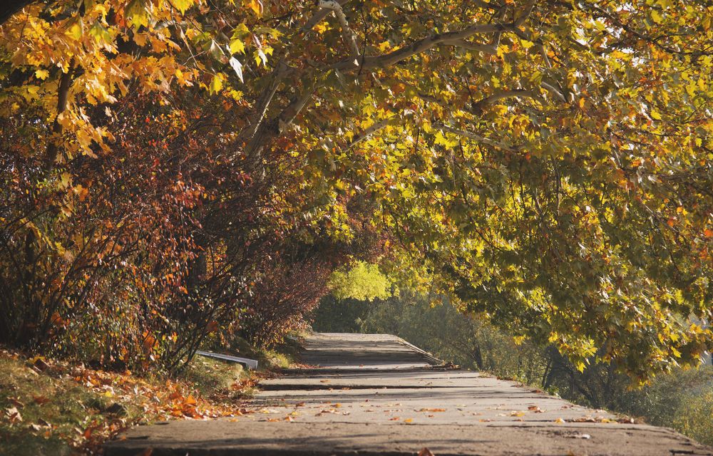 Фотография автора Алла Антонова